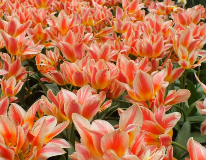 Tulipán Greigi ‚Quebec‘