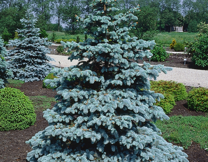 Smrk ztepilý Blue Diamond