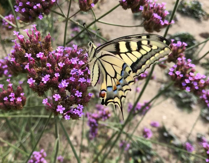 Verbena, sporýš argentinský