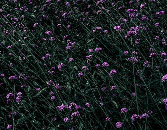 Verbena, sporýš argentinský