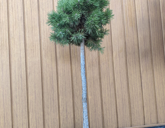 Borovice lesní Sherwood Compact na kmínku