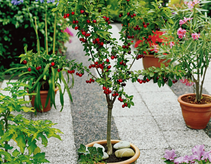 Zakrslá třešeň ´Garden Bing´
