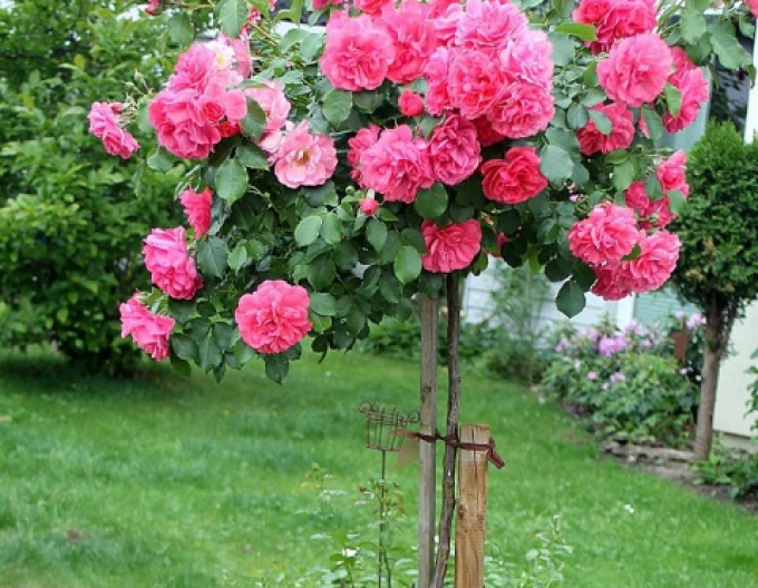 Růže stromková Rosarium Uetersen