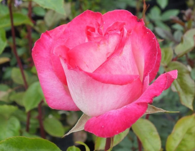 Růže stromková Gaujarde rose