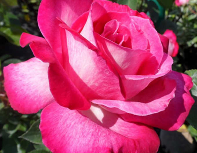 Růže stromková Gaujarde rose