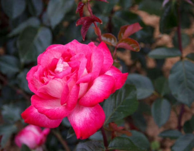 Růže stromková Gaujarde rose