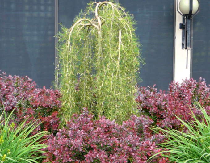 Caragana arborescens ´Walker´