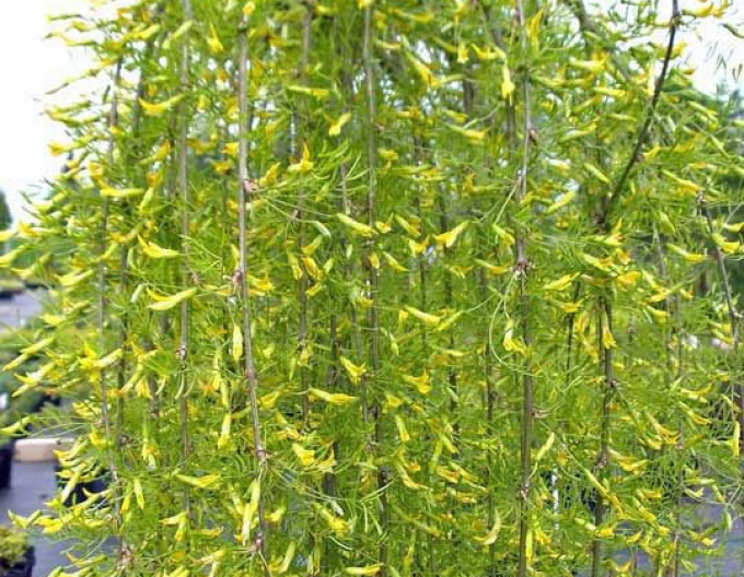 Caragana arborescens ´Walker´