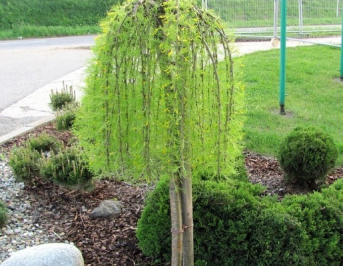 Caragana arborescens ´Walker´