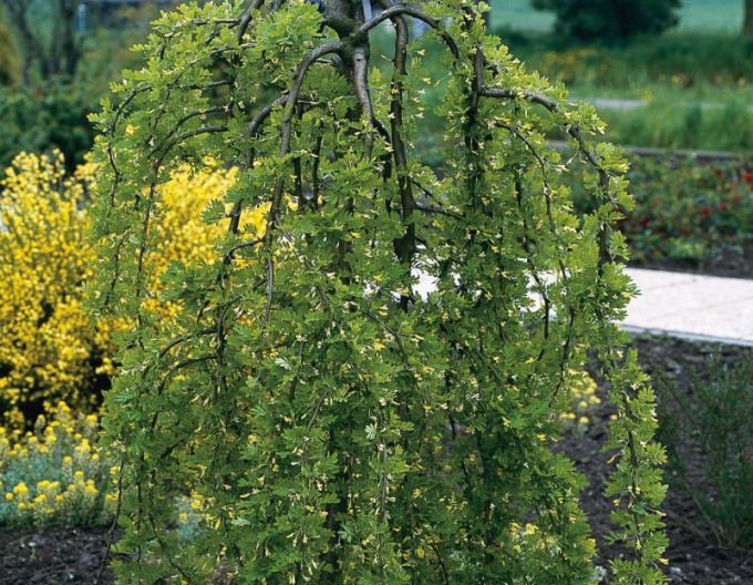 Caragana arborescens ´Pendula´