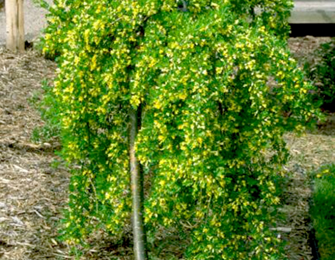 Caragana arborescens ´Pendula´
