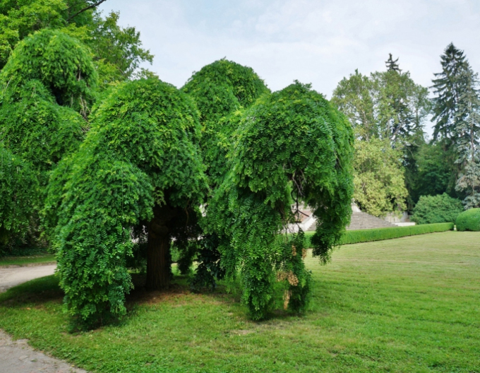 Caragana arborescens ´Pendula´
