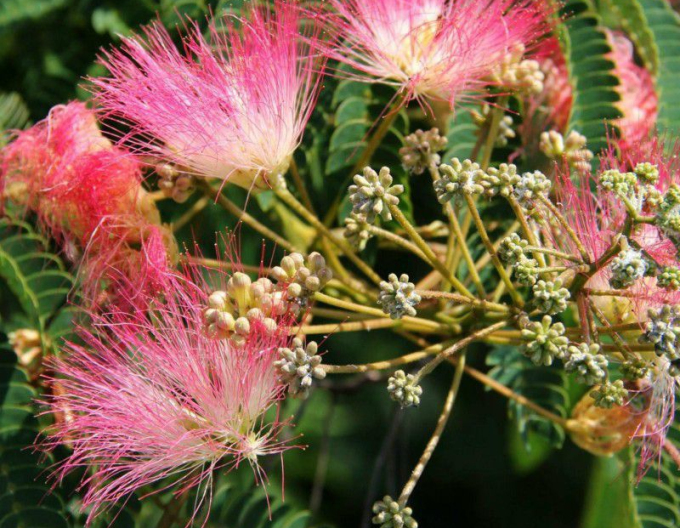 Albizia ružová ´Rosea´