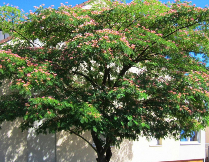 Albizia ružová ´Rosea´