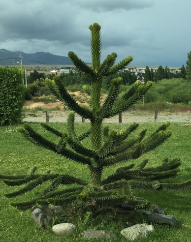 Araukárie andská 40/50cm