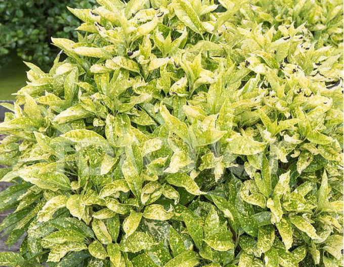 Aukuba japonica ´Angelon´