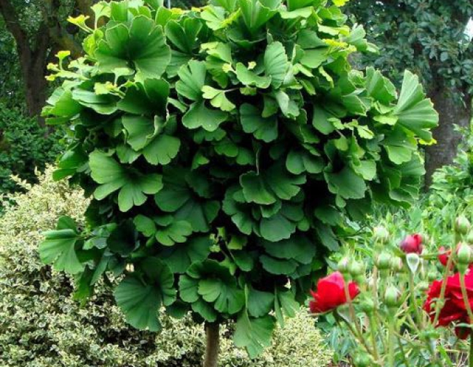 Ginkgo ´Mariken´ strom