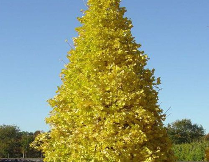 Ginkgo biloba ´Menhir´