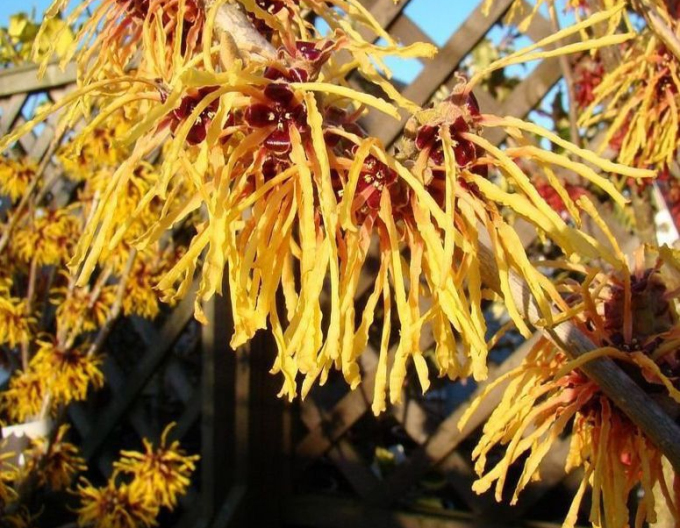 Hamamelis intermedia ´Aurora´