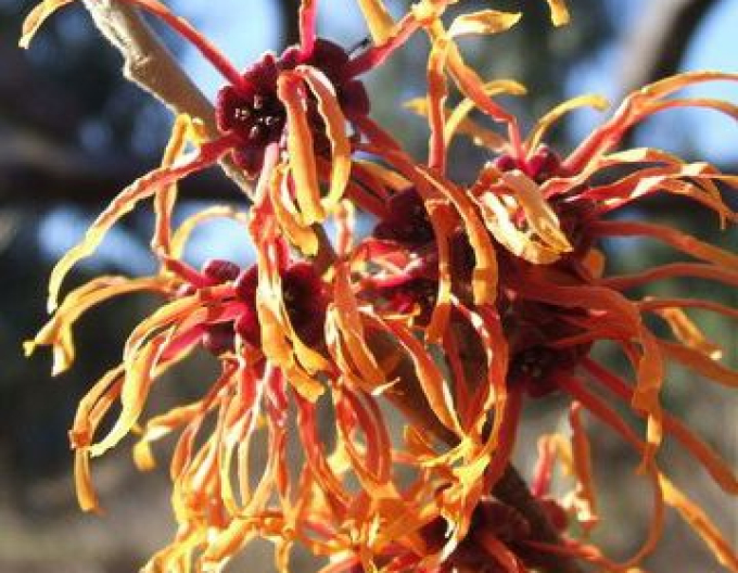 Hamamelis intermedia ´Jelena´