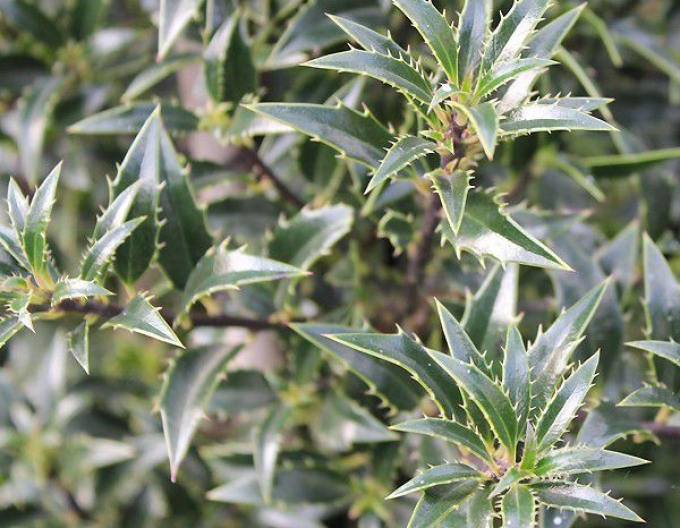 Edelweiss ´Myrtifolia´