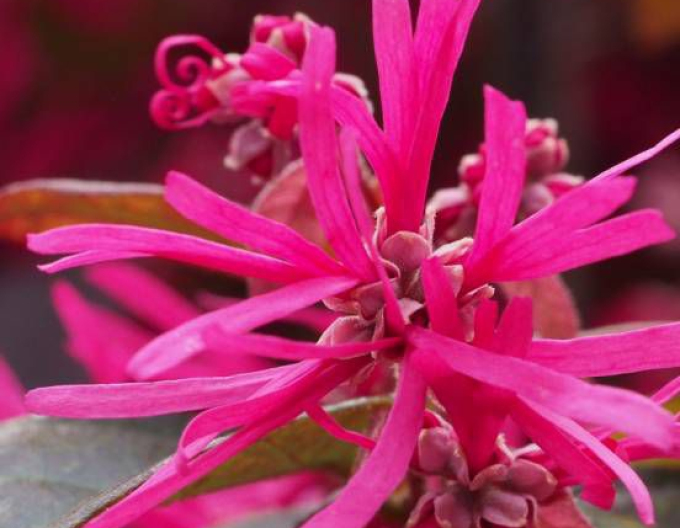 Loropetalum čínské ´Pipa´s red´