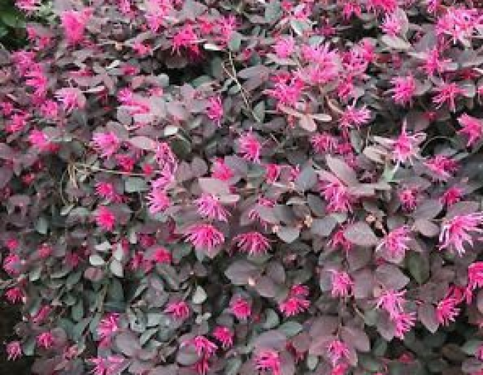 Loropetalum čínské ´Pipa´s red´
