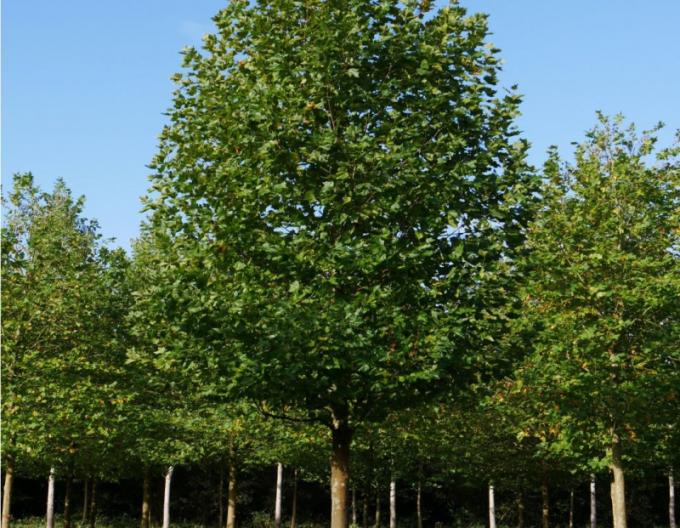 Platan Platanus