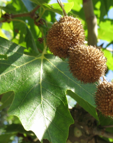 Platan Platanus