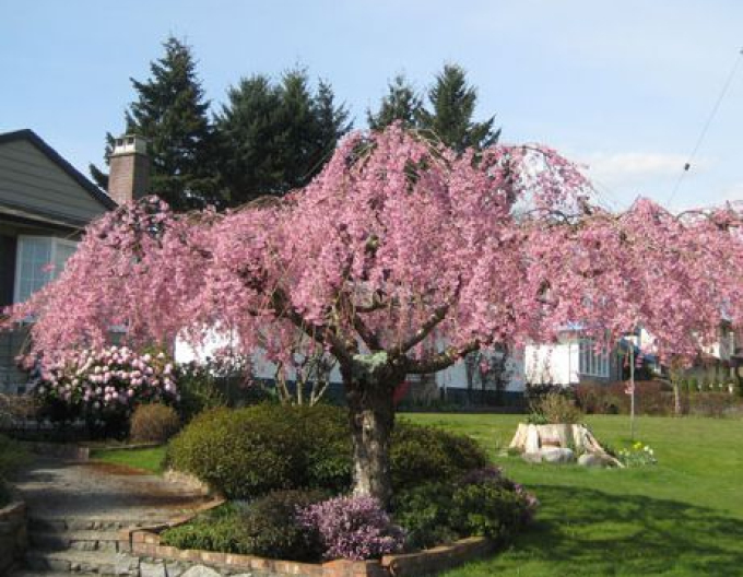 Třešeň ´Pendula´