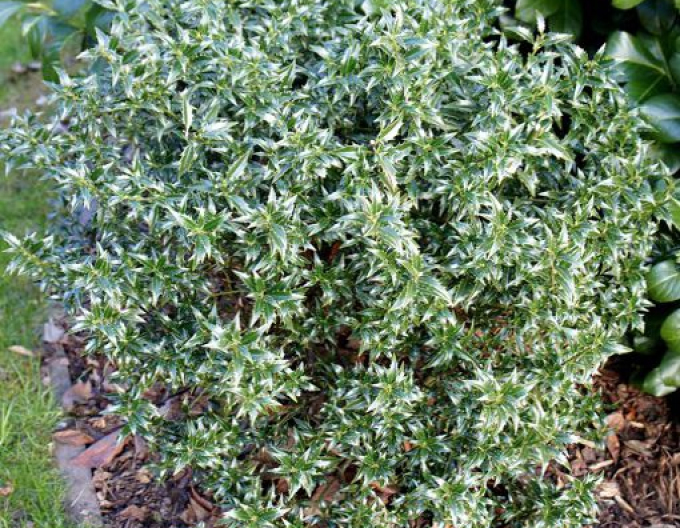 Edelweiss ´Myrtifolia´