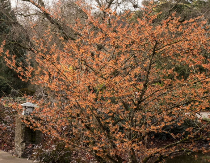 Hamamelis intermedia ´Jelena´
