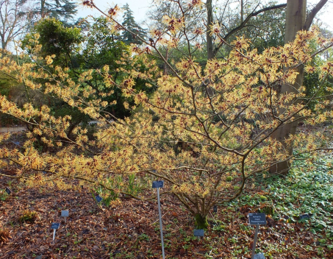 Hamamelis intermedia ´Aurora´