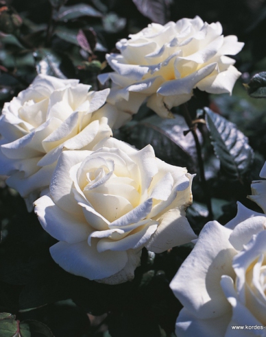Rose ´Memoire´