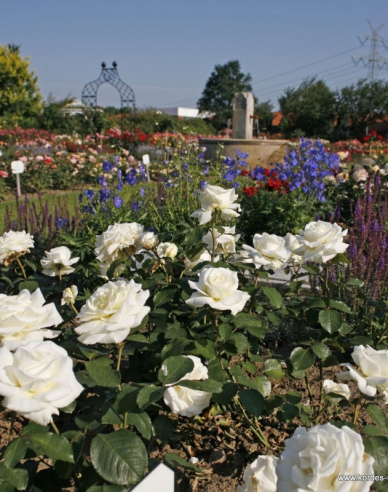 Rose ´Memoire´