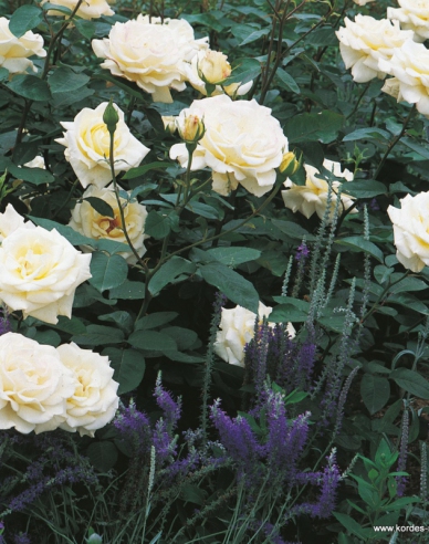 Rose ´Memoire´