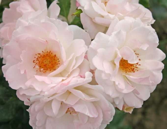 Rose ´Eisprinzessin´