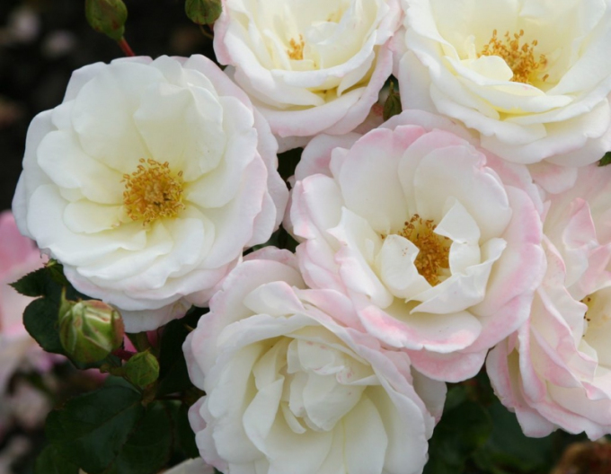 Rose ´Eisprinzessin´