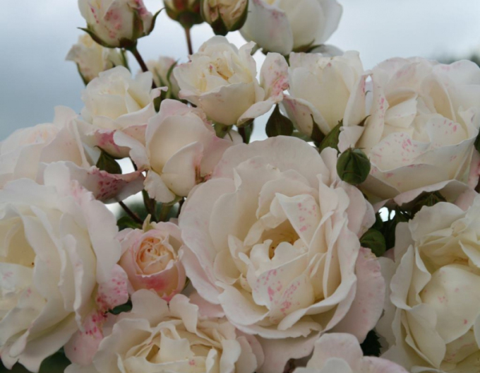 Rose ´Eisprinzessin´