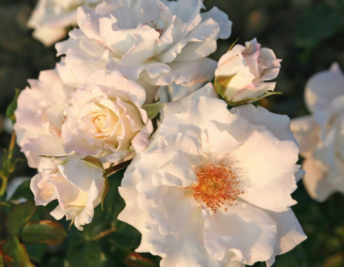 Rose ´Eisprinzessin´
