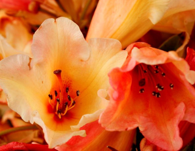 Rhododendron ´Jingle bells´