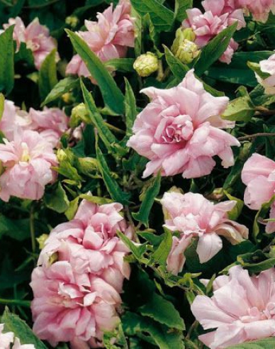 Opletník břečťanolistý ’Multiplex’