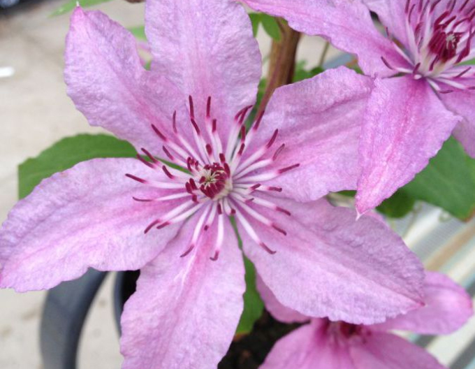 Clematis ´Hagley Hybrid´