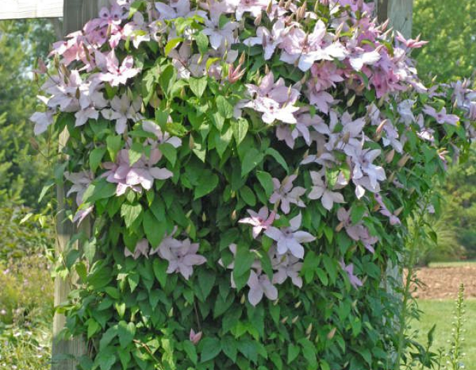 Clematis ´Hagley Hybrid´