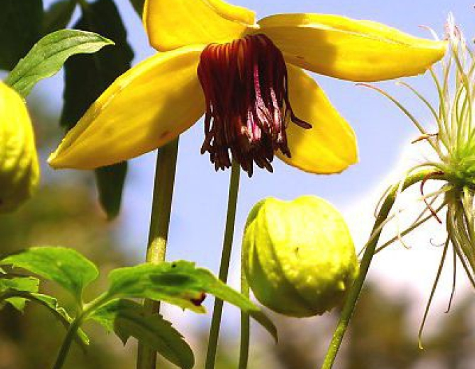 Clematis tangutský ´Golden Tiara´