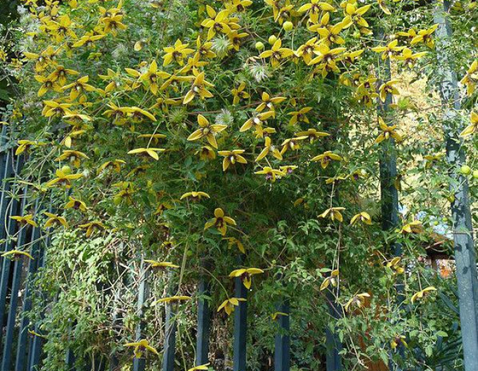 Clematis tangutský ´Golden Tiara´