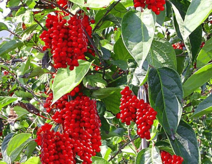 Schizandra chinensis