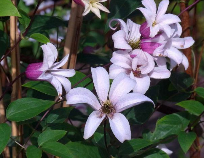 Clematis ´Princess Kate´