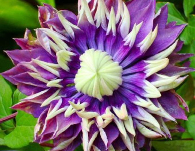 Clematis ´Taiga´