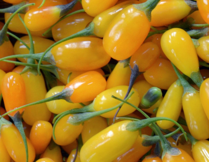 Yellow Berry